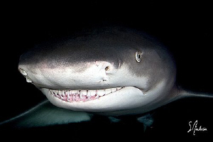 Awesome diving at night with these gentle but very curiou... by Steven Anderson 